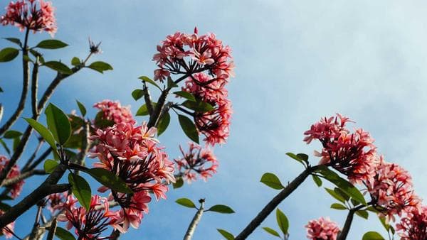 Addressing Port Congestion and Shipping Delays: Recent Developments in U.S. Import Logistics